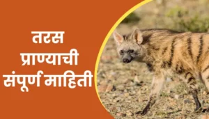 Aardwolf Animal Information In Marathi