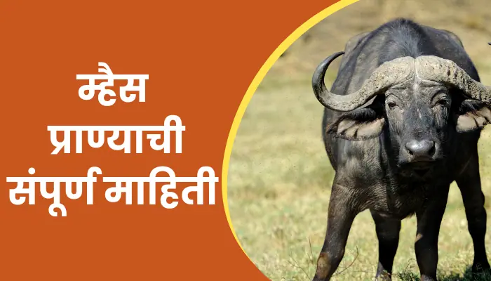 Buffalo Animal Information In Marathi