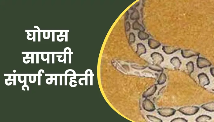 Ghonas Snake Information In Marathi