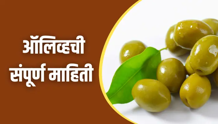 Olive Information In Marathi