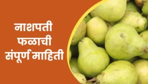Pear Fruit Information In Marathi