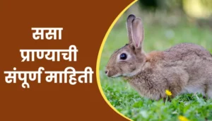 Rabbit Animal Information In Marathi