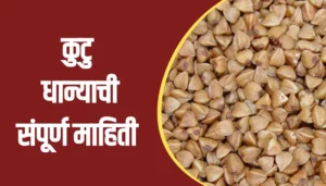 Buckwheat Information In Marathi