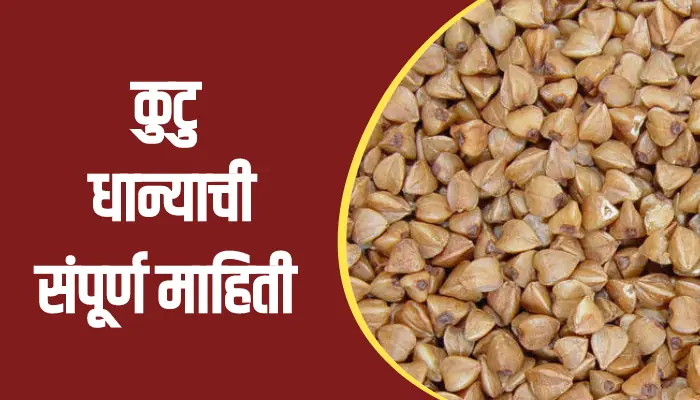 Buckwheat Information In Marathi