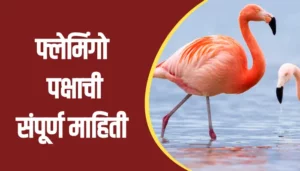 Flamingo Bird Information In Marathi