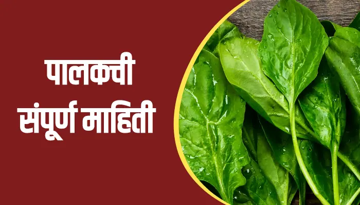 Spinach Information In Marathi