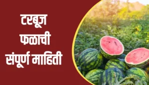 Watermelon Fruit Information In Marathi