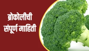 Broccoli Information In Marathi