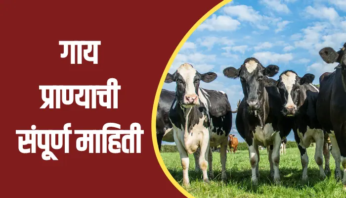 Cow Animal Information In Marathi