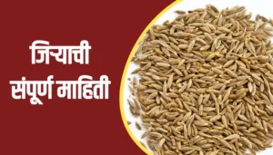 Cumin Seeds Information In Marathi