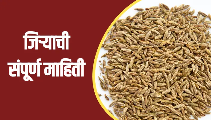 Cumin Seeds Information In Marathi