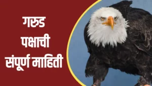 Eagle Bird Information In Marathi