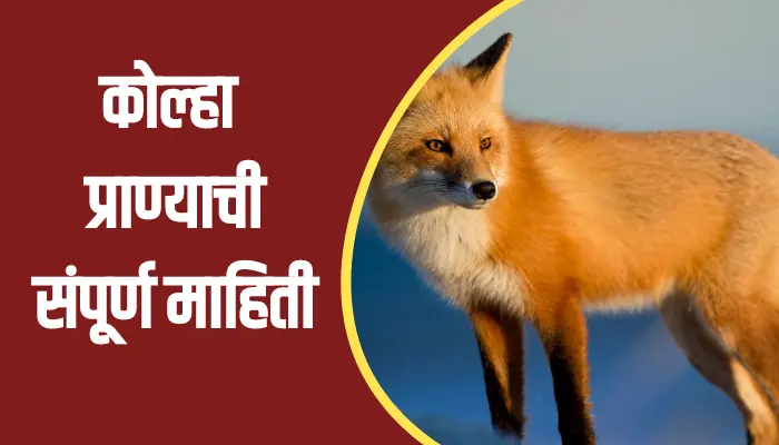 Fox Animal Information In Marathi