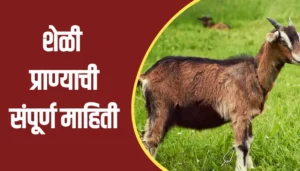 Goat Animal Information In Marathi