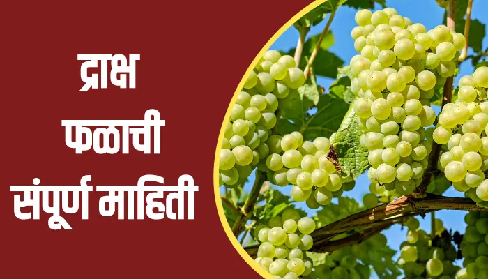 Grape Fruit Information In Marathi