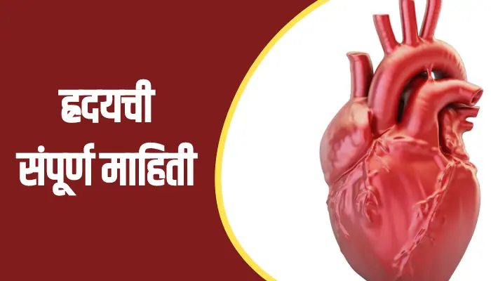 Heart Information In Marathi