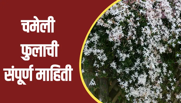 Jasmine Flower Information In Marathi