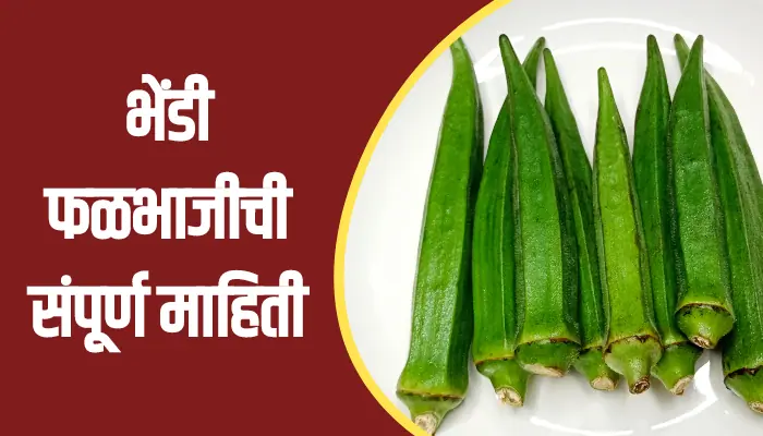 Ladyfinger Vegetable Information In Marathi