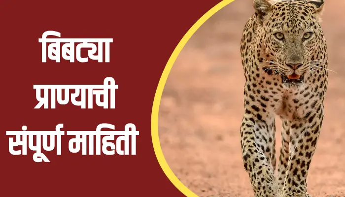 Leopard Animal Information In Marathi