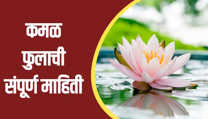 Lotus Flower Information In Marathi