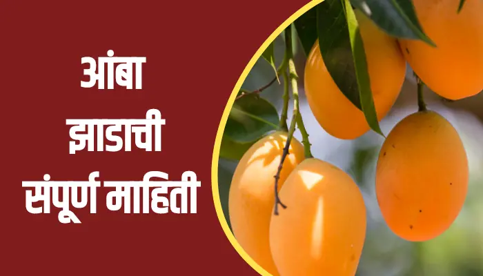 Mango Tree Information In Marathi