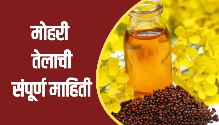 Mustard Oil Information In Marathi