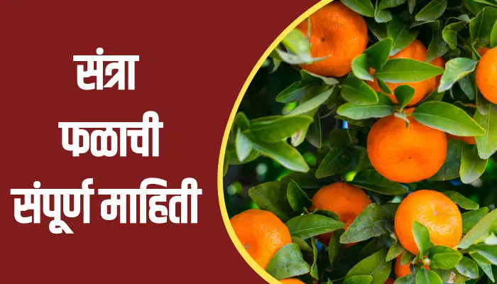 Orange Fruit Information In Marathi