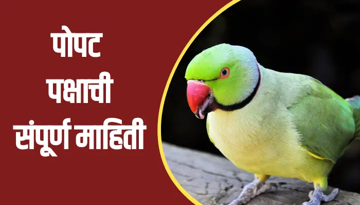 Parrot Bird Information In Marathi