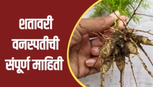Shatavari Plant Information In Marathi