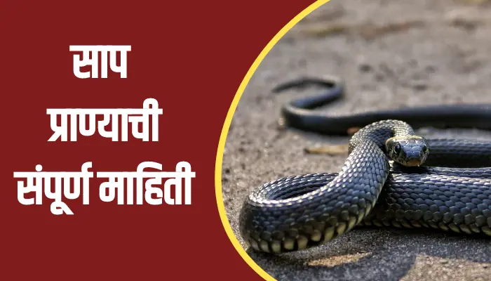 Snake Animal Information In Marathi