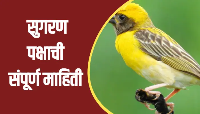 Sugaran Bird Information In Marathi